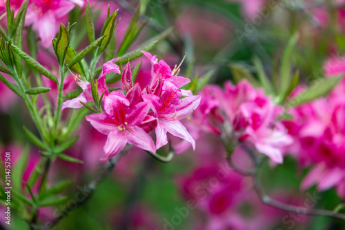 Vibrant pink Azalea flowers on a flowering shrub against a soft blurred green garden backdrop. Lush spring blooms evoke freshness, color, and natural beauty for floral, gardening, and nature projects