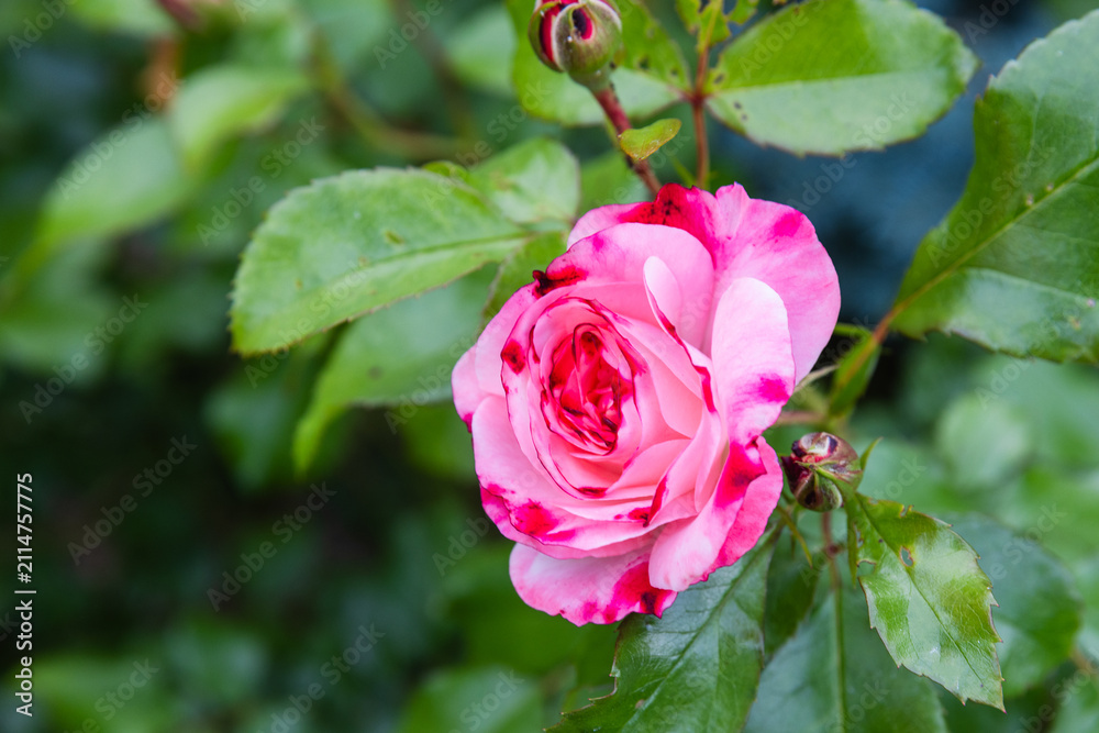 Obraz premium Delicate pink rose with variegated petals captured in close-up against lush green leaves, evoking romance, beauty and natural elegance in a garden setting. Soft textures and vibrant color