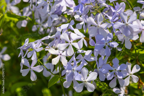 Картината върху платно Delicate lavender phlox blooms create a soft carpet of star-shaped flowers in a sunlit garden