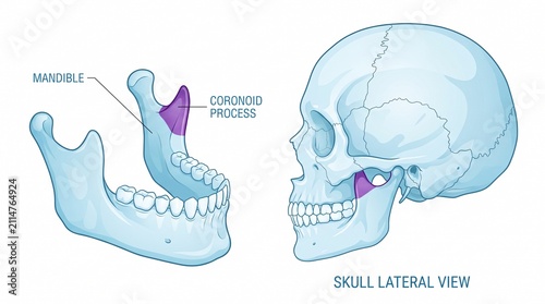 Human skull and mandible lateral view showing coronoid process