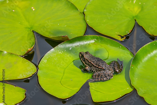 Small brown frog sitting on a green lily pad in a pond