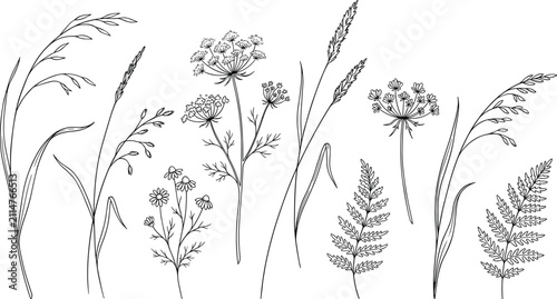 Foto Wild plant and grass botanical illustration with black and white vector silhouet