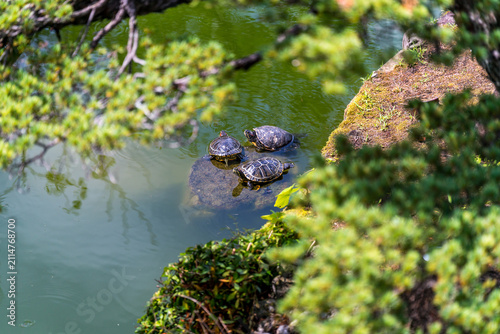 3 Japanese turtles (Mauremys japonica) (nihon ishigame) in a pond