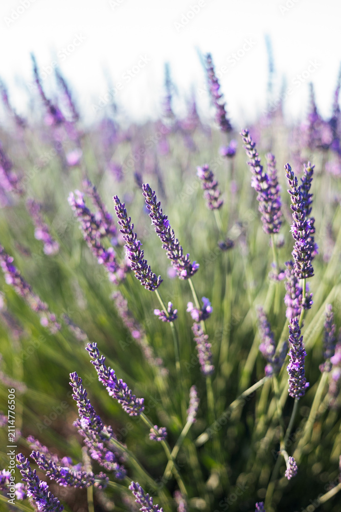 Fototapeta premium Blooming lavender in a field in Provence. Fantastic summer mood, floral sunset landscape of meadow lavender flowers. Peaceful bright and relaxing nature scenery.