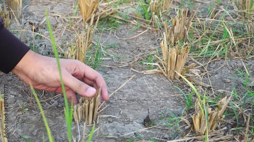 Close-up of farmer hand inspecting dry rice stubble in cracked soil during severe drought and El Nino in Indonesia.