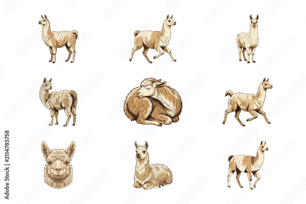 Obraz premium Watercolor Set of Cute Brown Llamas in Various Poses on a Clean White Background Illustration