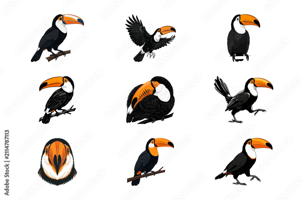 Obraz premium Set of Nine Toco Toucan Birds Illustrations Isolated on White Background in Artistic Style
