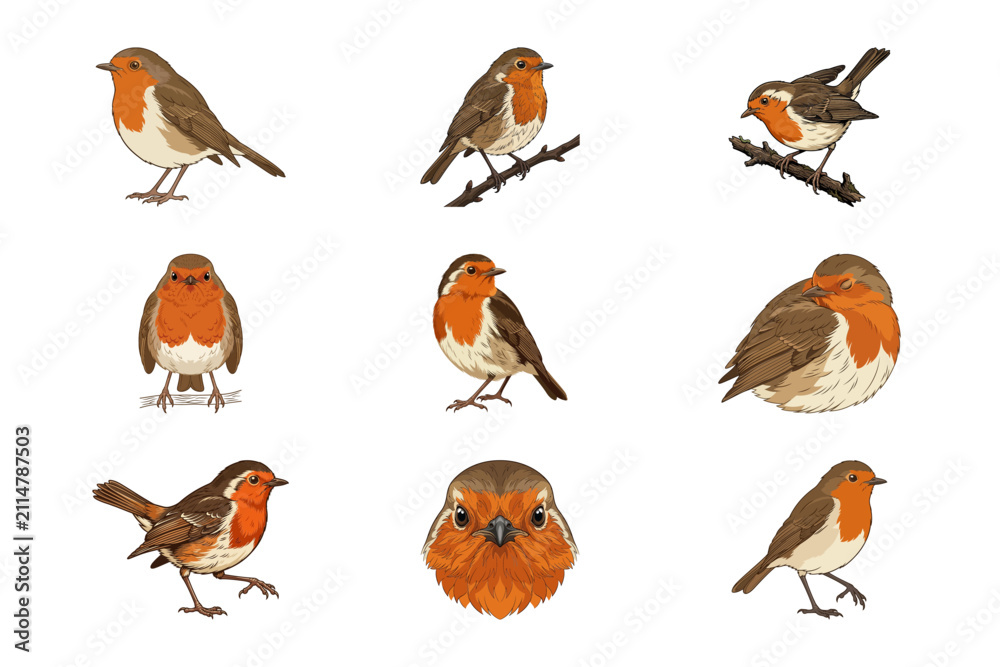 Obraz premium Set of cute European Robin birds in various poses for Christmas winter wildlife vector design