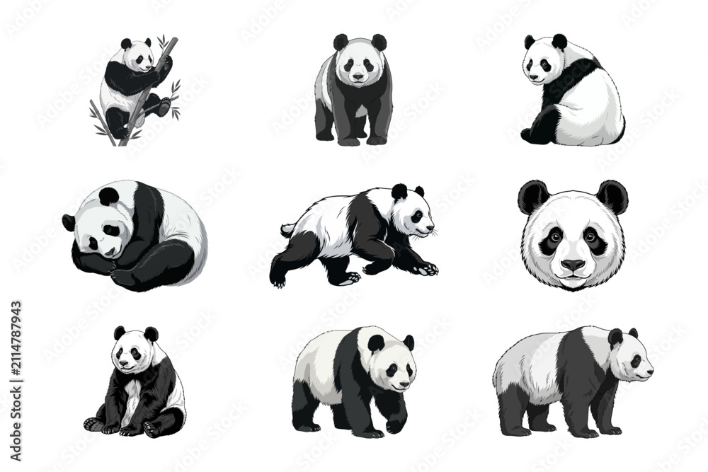 Fototapeta premium Set of Nine Cute Cartoon Giant Panda Bears in Different Poses on a Clean White Background