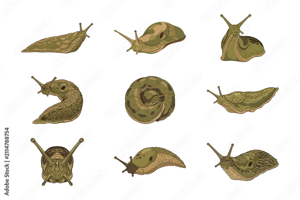 Naklejka premium Set of Nine Realistic Slug Illustrations Showing Different Poses Isolated on Plain White Backgroun