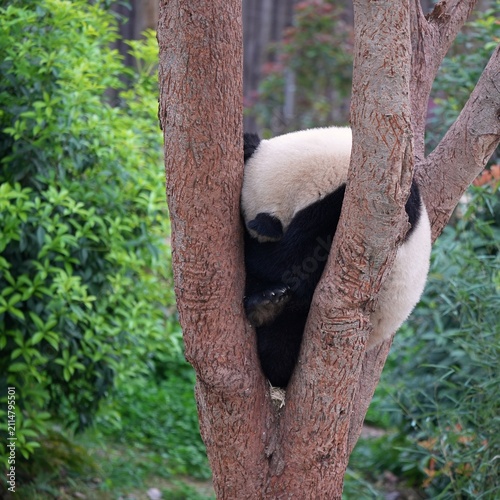 young panda curling its body on tree, panda hiding place