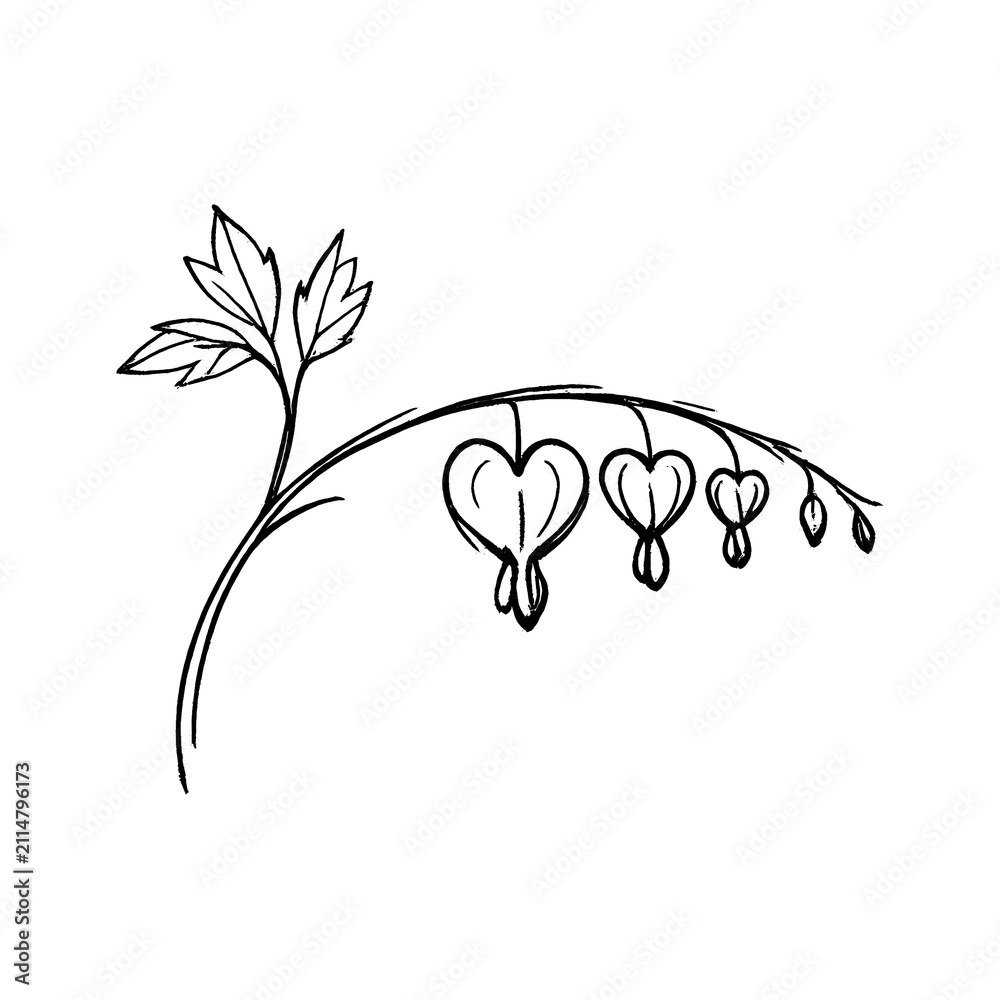 Obraz premium PNG Delicate floral line art illustration.