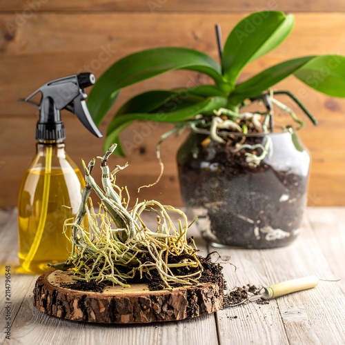 A potted plant with exposed roots on a wooden coaster