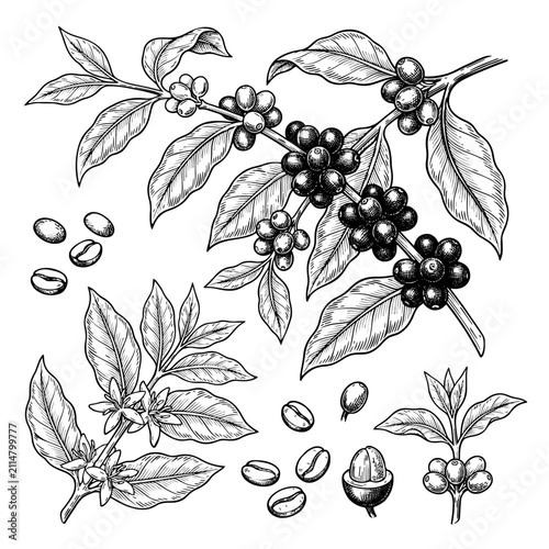 Coffee Plant Botanical Engraving Collection Black and White Vintage Vector Illustration