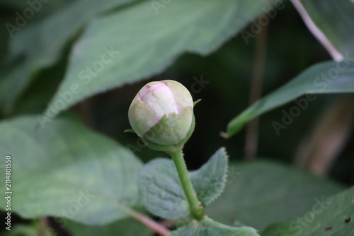 Bud of a Hydrangea involucrata(Tama-ajisai)