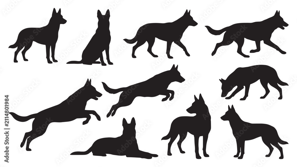 Obraz premium Belgian Malinois Dog Silhouette Bundle | 10 Black Working Dog Vector Poses