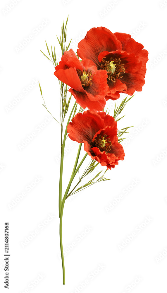 Obraz premium Red Poppies flowers flower png. Poppie Flowers on Transparent Background. Poppies flower flowers cut out cutout