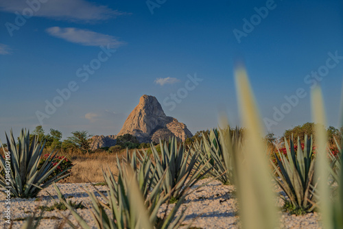 Peña de Bernal Monolith with Agave Field in Queretaro, Mexico