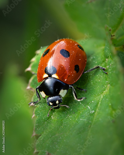 Quadro su tela Beautiful red ladybug beetle perched on foliage in a summer garden