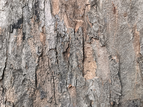 Foto Close up of rough tree bark texture with cracked gray and brown surface