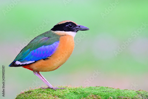 Pitta moluccensis, common but most colorful bird in thailand and asia, oerching on green mossy ground with water drops