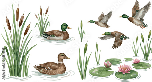 Фотография Watercolor mallard duck set with birds swimming in pond and flying in sky among
