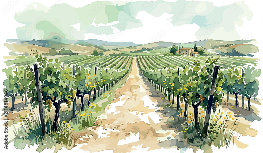 Obraz premium Beautiful watercolor vineyard landscape with rows of grapevines and rural path isolated on white background tuscany wine region graphic design vector illustration
