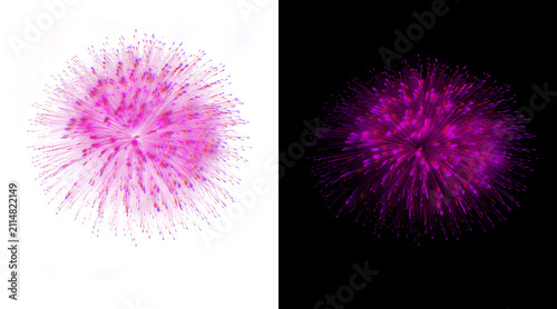 Foto Pink mimosa flower macro on white and black background, fluffy sensitive plant b