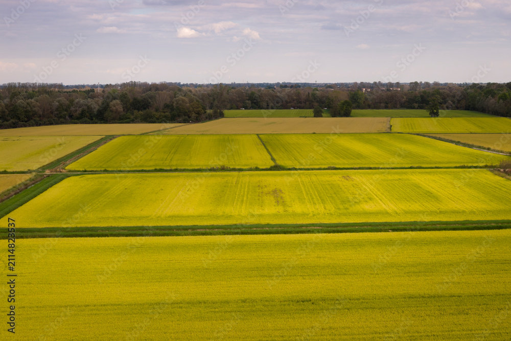 Fototapeta premium Drone view of a vast golden rice fields growing in autumn near Pavia