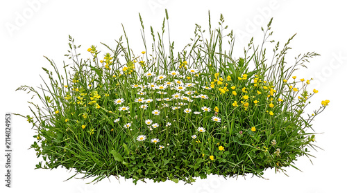 Wild meadow grass with white daisies and yellow buttercups