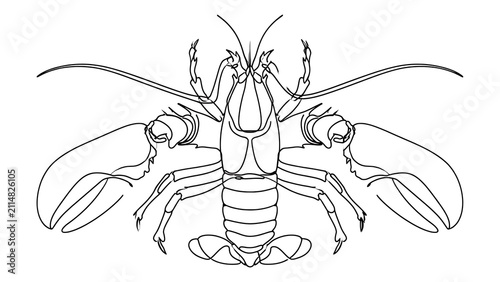 Detailed crayfish illustration on white background.