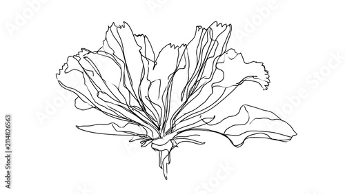 Detailed leafy vegetable illustration white background.