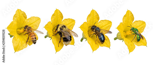 Bee species pollinating yellow flower collection showing honeybee bumblebee mason bee green sweat bee gathering pollen macro isolated black background for nature science biology education chart concep