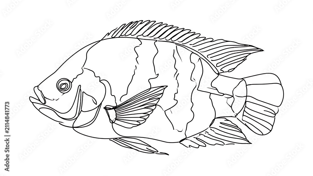 Fototapeta premium Line art fish illustration on white background.