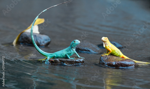 Fotografie Two iguanas basking on rocks