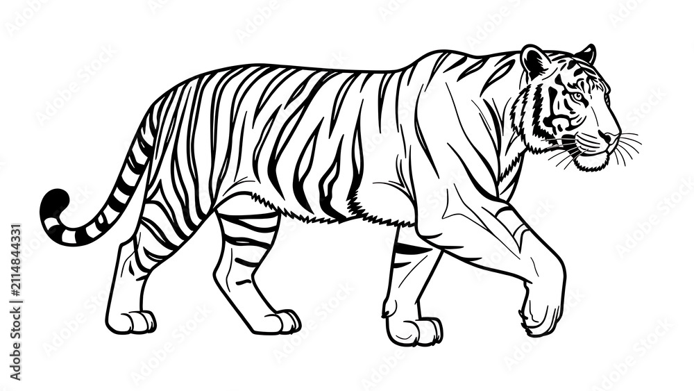 Obraz premium Tiger walking illustration on white background.