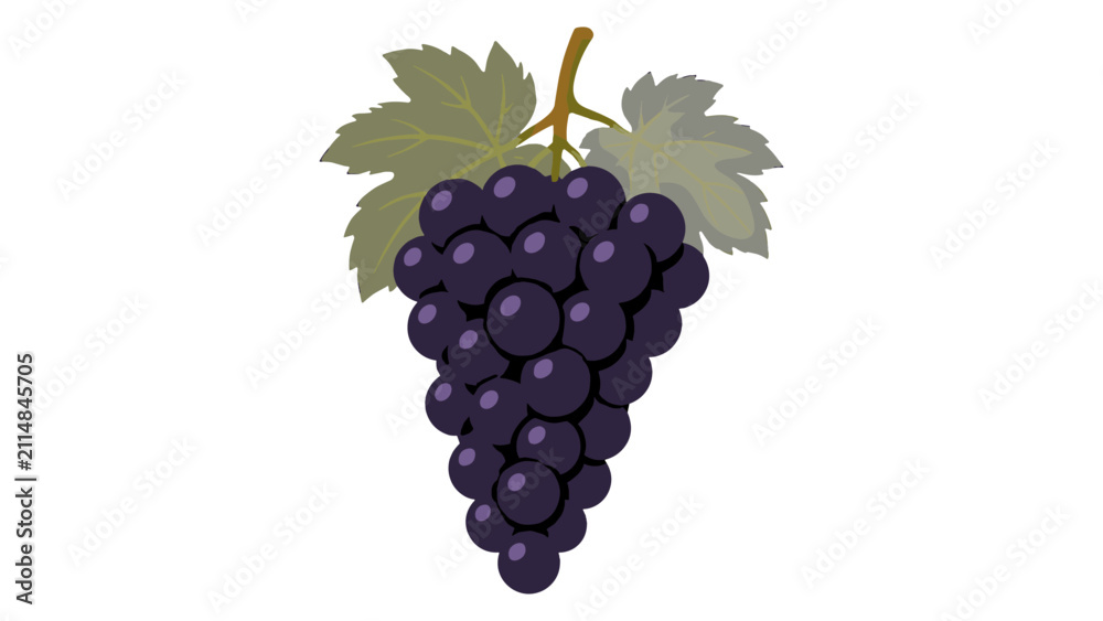 Obraz premium Purple grape bunch with leaves isolated vector illustration