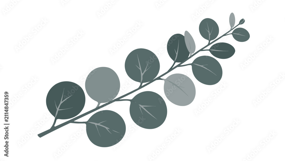 Obraz premium Minimal eucalyptus branch with round leaves on white background
