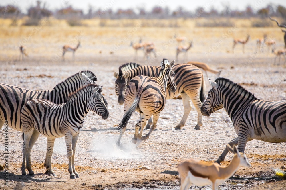 Obraz premium zebras and wildebeest
