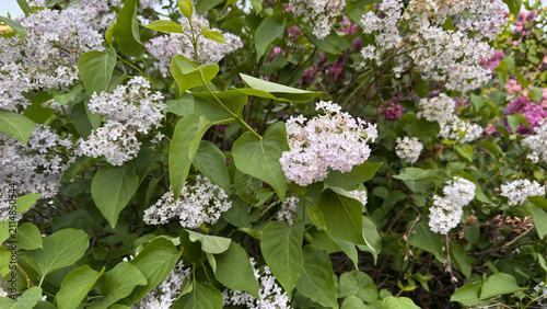 Fotografie White and pale purple Lilac flower clusters blooming among green leaves in a summer garden