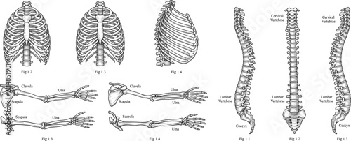 Bild auf Leinwand Vintage human skeleton anatomy illustration, detailed rib cage, spine column, and arm bone vector set