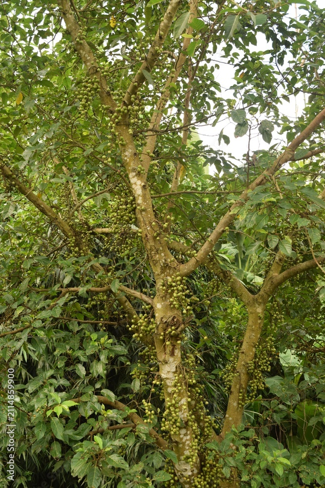 Fototapeta premium tree in the forest