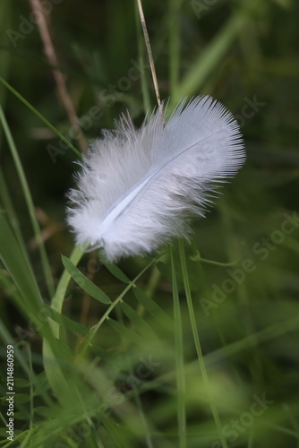 Obraz na płótnie A delicate white feather rests on a blade of green grass, symbolizing lightness