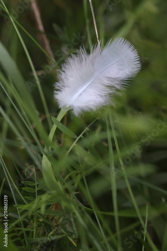 Fotografie A delicate white feather rests gently on a blade of lush green grass