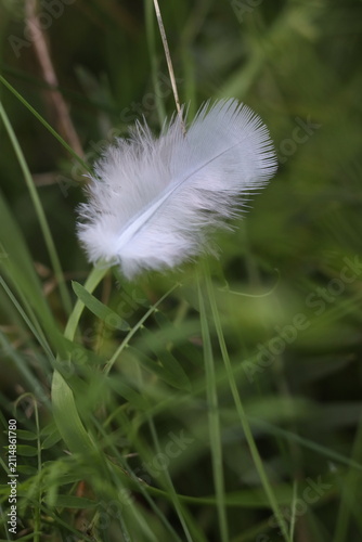 Quadro su tela A single delicate feather rests on a blade of green grass