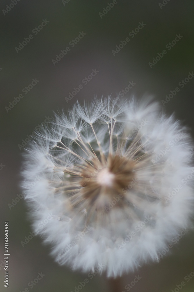Fototapeta premium A close-up, macro shot of a dandelion seed head, its delicate white filaments catching the light against a blurred, muted background