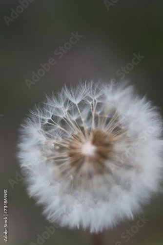 A close-up, macro shot of a dandelion seed head, its delicate white filaments catching the light against a blurred, muted background