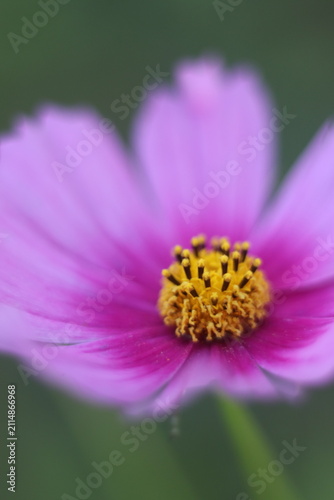 Konstfotografi A delicate pink cosmos flower with a yellow center, its petals unfurling gently