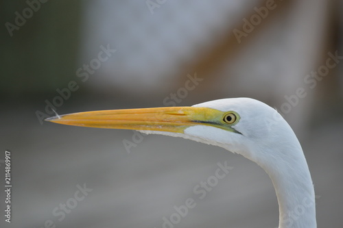 Bild auf Leinwand Great egret (Ardea alba) headshot.