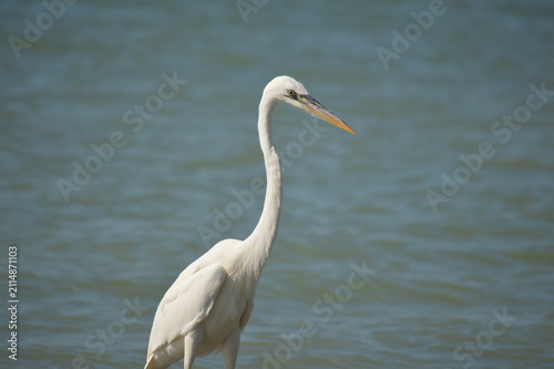 Obraz na plátně Great white heron (Ardea occidentalis) standing on the beach.
